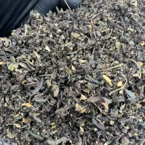 EXOTIC SHAKE