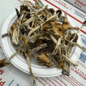 Golden Teacher shrooms